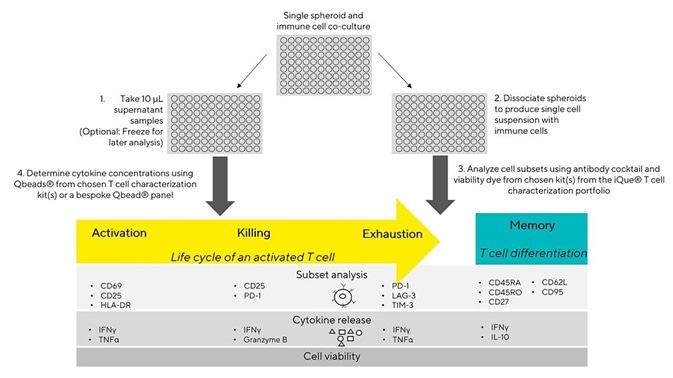 Illustration of the iQue® spheroid T cell killing assay principles. Illustration of the iQue® spheroid T cell killing assay principles.