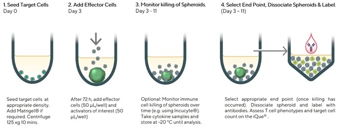 Assay Workflow - Protocol for analysis of T cells in a spheroid killing assay using the iQue®. Assay Workflow - Protocol for analysis of T cells in a spheroid killing assay using the iQue®.
