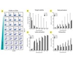 Assessing the function and phenotype of T-cells in a spheroid T-cell killing assay