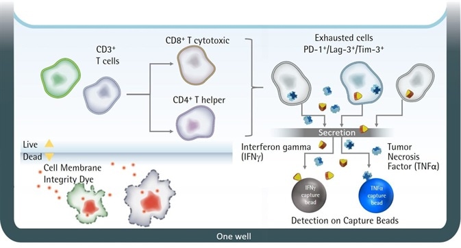 Illustration of iQue® Human T Cell Exhaustion Kit assay principles. Illustration of iQue® Human T Cell Exhaustion Kit assay principles.