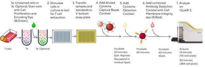 Easy to follow protocol for the analysis of T cell phenotypes and cytokine release using the iQue® Human T Cell Exhaustion Kit. Easy to follow protocol for the analysis of T cell phenotypes and cytokine release using the iQue® Human T Cell Exhaustion Kit.