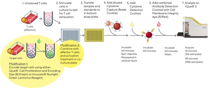 Easy to follow modified protocol to allow the inclusion of target cells in the assay. Allowing the analysis of T cell phenotypes and cytokine release using the iQue® Human T Cell Exhaustion Kit. Easy to follow modified protocol to allow the inclusion of target cells in the assay. Allowing the analysis of T cell phenotypes and cytokine release using the iQue® Human T Cell Exhaustion Kit.