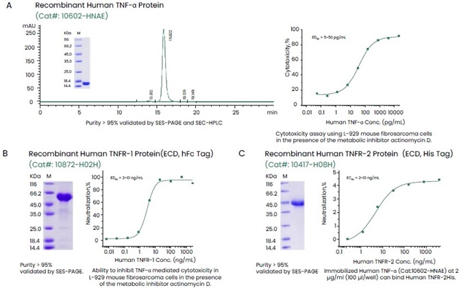 Examples of High-quality Recombinant TNF-α and Its Receptors TNFR-1 (hFc Tag) and TNFR-2 (His Tag). Examples of High-quality Recombinant TNF-α and Its Receptors TNFR-1 (hFc Tag) and TNFR-2 (His Tag).