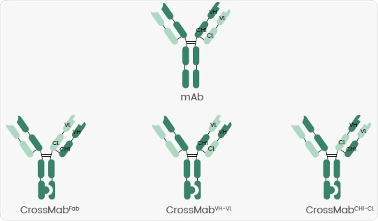 Different CrossMab Crossovers. Different CrossMab Crossovers.