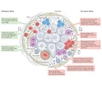 Cancer treatment: Exploring various cytokine and anticytokine therapies