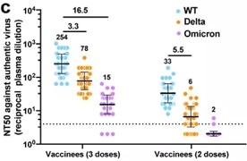 Neutralization of serological antibodies (post 2-dose vs. 3-dose) against WT, Delta and Omicron.