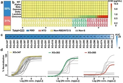 Isolation of potent neutralizing antibodies from PBMCs in 3-dose inactivated vaccine recipients.