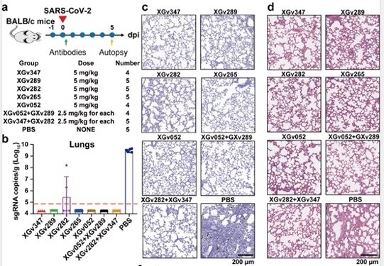 Neutralizing antibodies provide strong protection against viral infection in BALB/c mice.