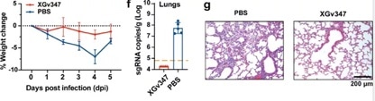 XGv347 provides strong protection against Omicron infection in human ACE2 transgenic mice.
