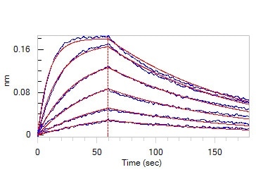 Loaded Human ACE2, Fc Tag (Cat. No. AC2-H5257) on Protein A Biosensor, can bind SARS-CoV-2 Spike RBD, His Tag (B.1.1.529/Omicron) (MALS verified) (Cat. No. SPD-C522e) with an affinity constant of 11.4 nM as determined in BLI assay (ForteBio Octet Red96e).