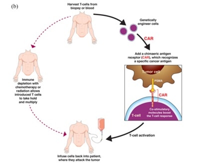 Charting recent advances in PSMA-targeted therapy for prostate cancer Charting recent advances in PSMA-targeted therapy for prostate cancer