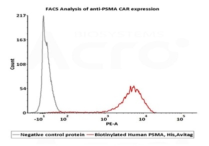 2e5 of PSMA-CAR-293 cells transfected with anti-PSMA-scFv were stained with 100μl of 1μg/mL of Biotinylated Human PSMA, His,Avitag (Cat. No. PSA-H82Qb) and negative control protein respectively, washed and then followed by PE-SA and analyzed with FACS (Routiney tested). 2e5 of PSMA-CAR-293 cells transfected with anti-PSMA-scFv were stained with 100μl of 1μg/mL of Biotinylated Human PSMA, His,Avitag (Cat. No. PSA-H82Qb) and negative control protein respectively, washed and then followed by PE-SA and analyzed with FACS (Routiney tested).