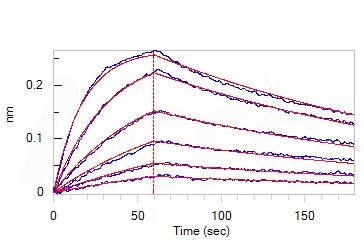 Loaded Monoclonal Anti-SARS-CoV-2 Spike RBD Antibody, Mouse IgG1 (Cat. No. SPD-M305) on AMC Biosensor, can bind SARS-CoV-2 Spike RBD, His Tag (B.1.1.529/Omicron) (Cat. No. SPD-C522e) with an affinity constant of 9.07 nM as determined in BLI assay (ForteBio Octet Red96e). Loaded Monoclonal Anti-SARS-CoV-2 Spike RBD Antibody, Mouse IgG1 (Cat. No. SPD-M305) on AMC Biosensor, can bind SARS-CoV-2 Spike RBD, His Tag (B.1.1.529/Omicron) (Cat. No. SPD-C522e) with an affinity constant of 9.07 nM as determined in BLI assay (ForteBio Octet Red96e).