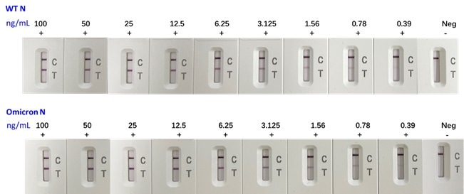 Gram-level supply and production of Omicron antigens and antibodies Gram-level supply and production of Omicron antigens and antibodies