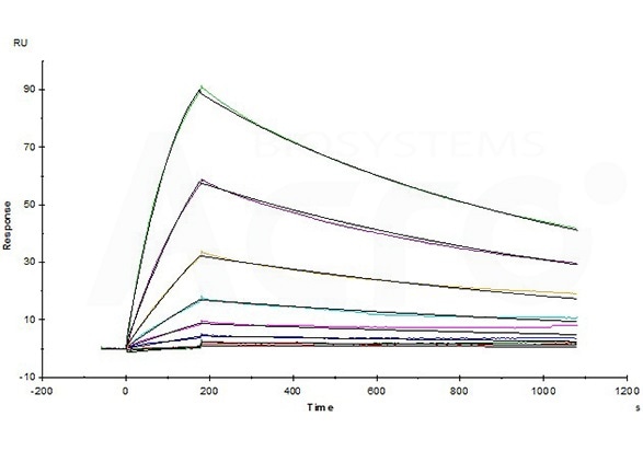 Opdivo (Nivolumab) captured on CM5 chip via anti-human IgG Fc antibodies surface, can bind Human PD-1, His Tag (Cat. No. PD1-H5221) with an affinity constant of 4.94 nM as determined in a SPR assay (Biacore T200) (Routinely tested). Opdivo (Nivolumab) captured on CM5 chip via anti-human IgG Fc antibodies surface, can bind Human PD-1, His Tag (Cat. No. PD1-H5221) with an affinity constant of 4.94 nM as determined in a SPR assay (Biacore T200) (Routinely tested).