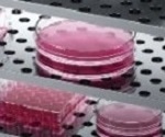 The obstacles to developing high-throughput 3D wound healing models