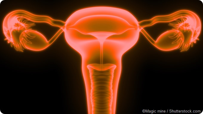 3D illustration ovaries