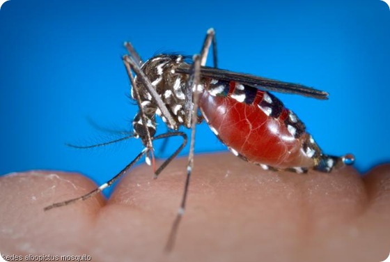 Aedes albopictus mosquito Aedes albopictus mosquito