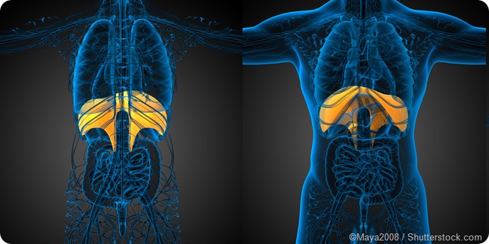 Diaphragm