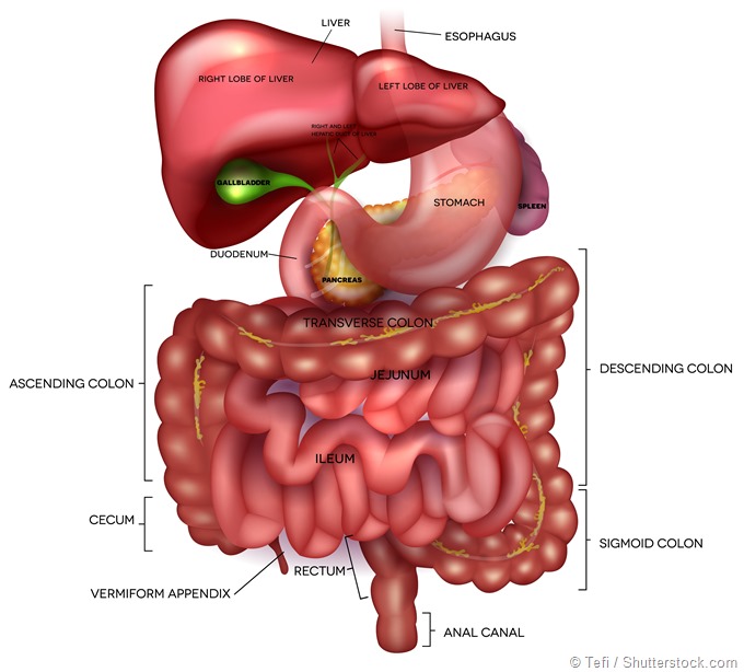 Digestive system