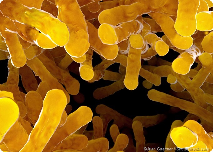Gut microbiome