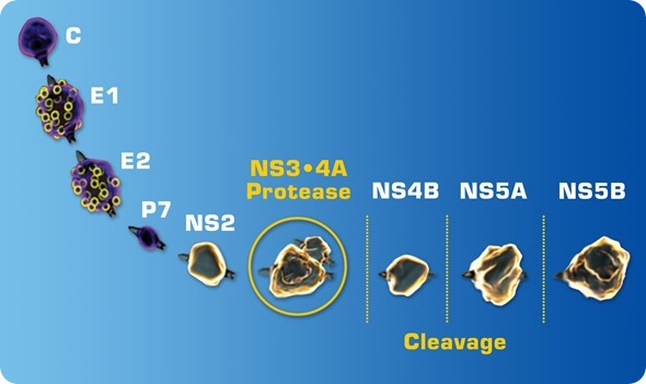 HCV 1