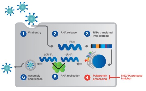 HCV 4