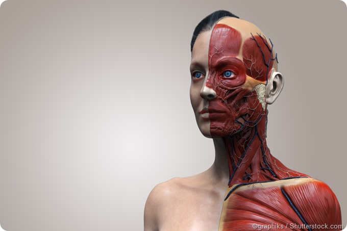 Head and neck anatomy