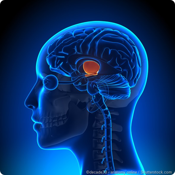 Hypothalamus brain