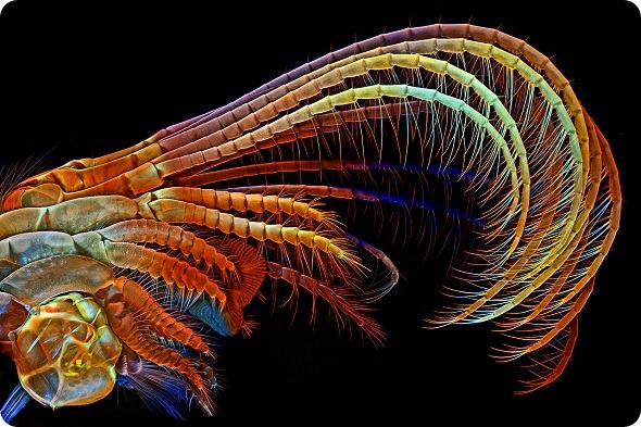 Barnacle appendages