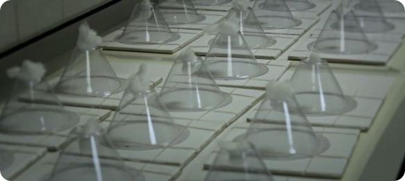 Malaria photo 1