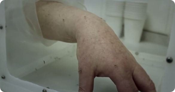 Malaria photo 5