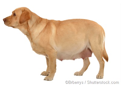 Pregnant dog Pregnant dog