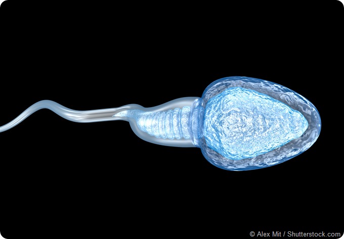 Single sperm