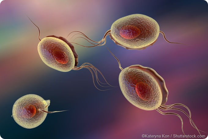 Trichomonas vaginalis 3D illustration