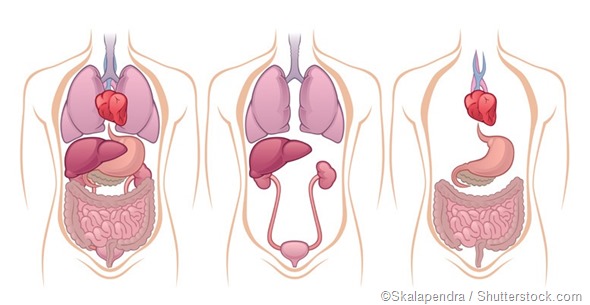 abdomen organs
