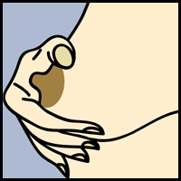 Regular Nipple Regular Nipple