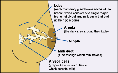 Breast anatomy Breast anatomy