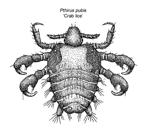 crab lice crab lice