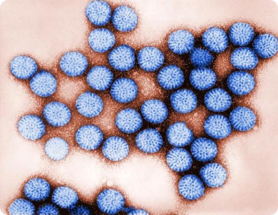 Intact rotavirus double-shelled particles Intact rotavirus double-shelled particles