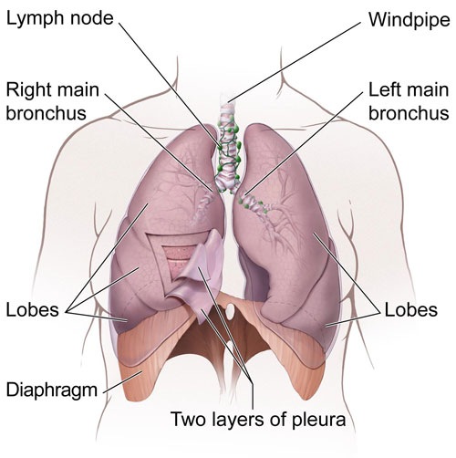 The lungs and nearby tissues The lungs and nearby tissues