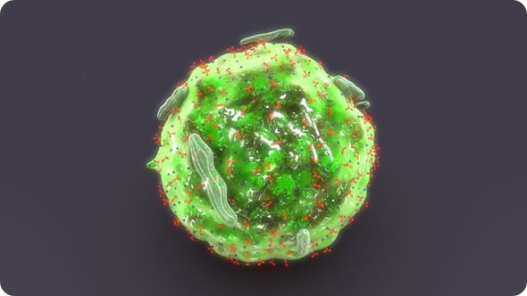 Mast cell