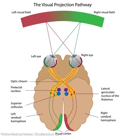 visual pathway