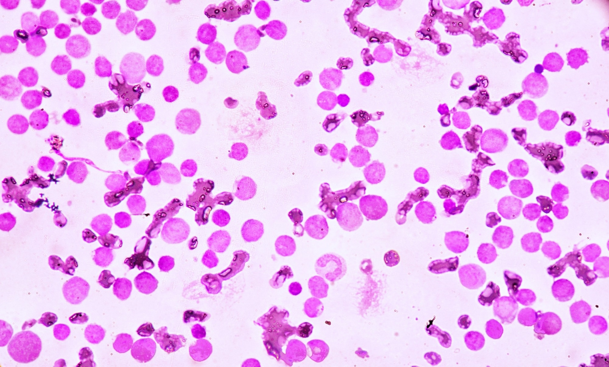 Image Credit: Medtech THAI STUDIO LAB 249/Shutterstock