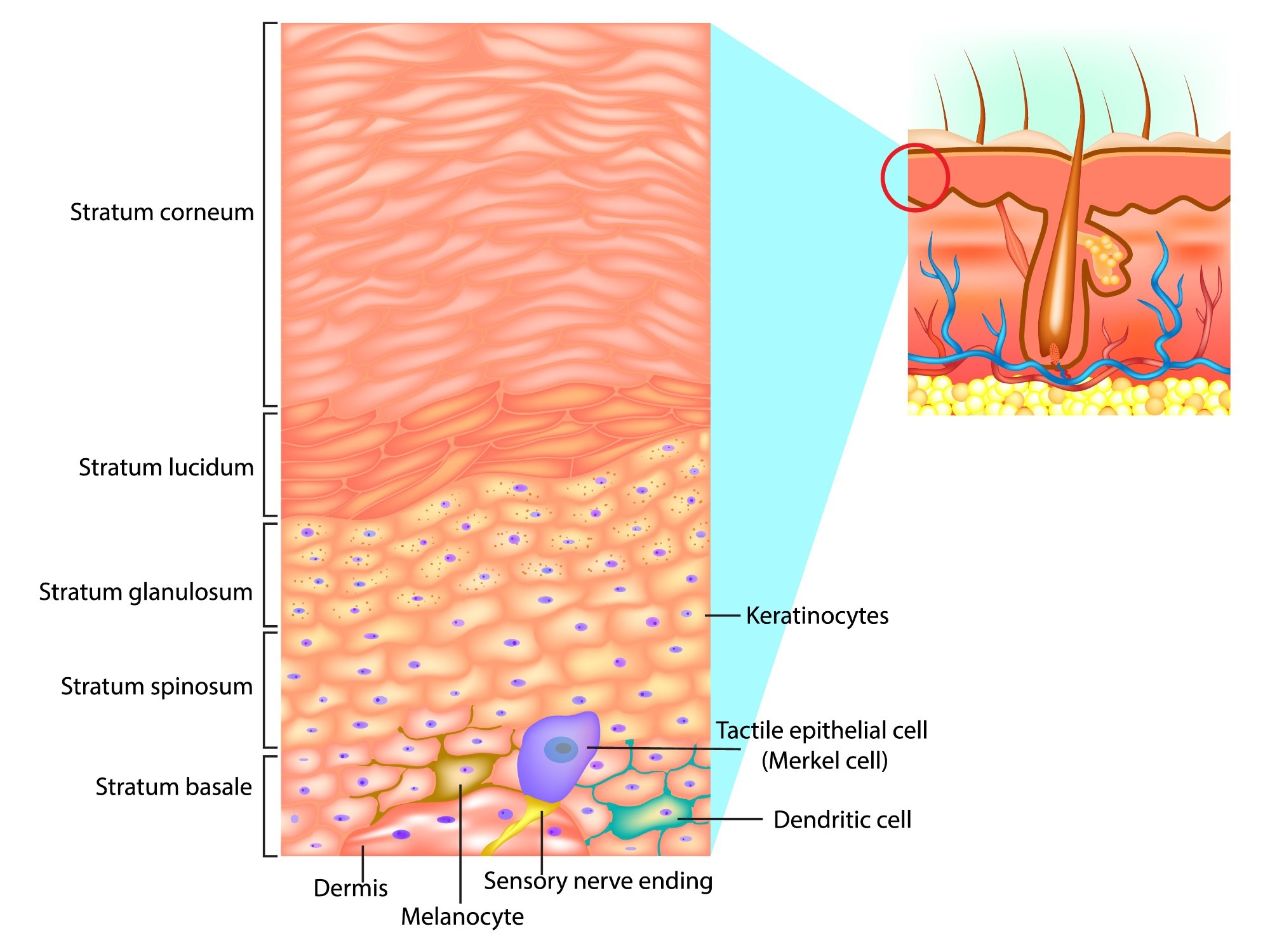 Cells of the epidermis and epidermal layers. The diagram depicts a cross-sectional view of the epidermis. Image Credit: Sakurra / Shutterstock.com