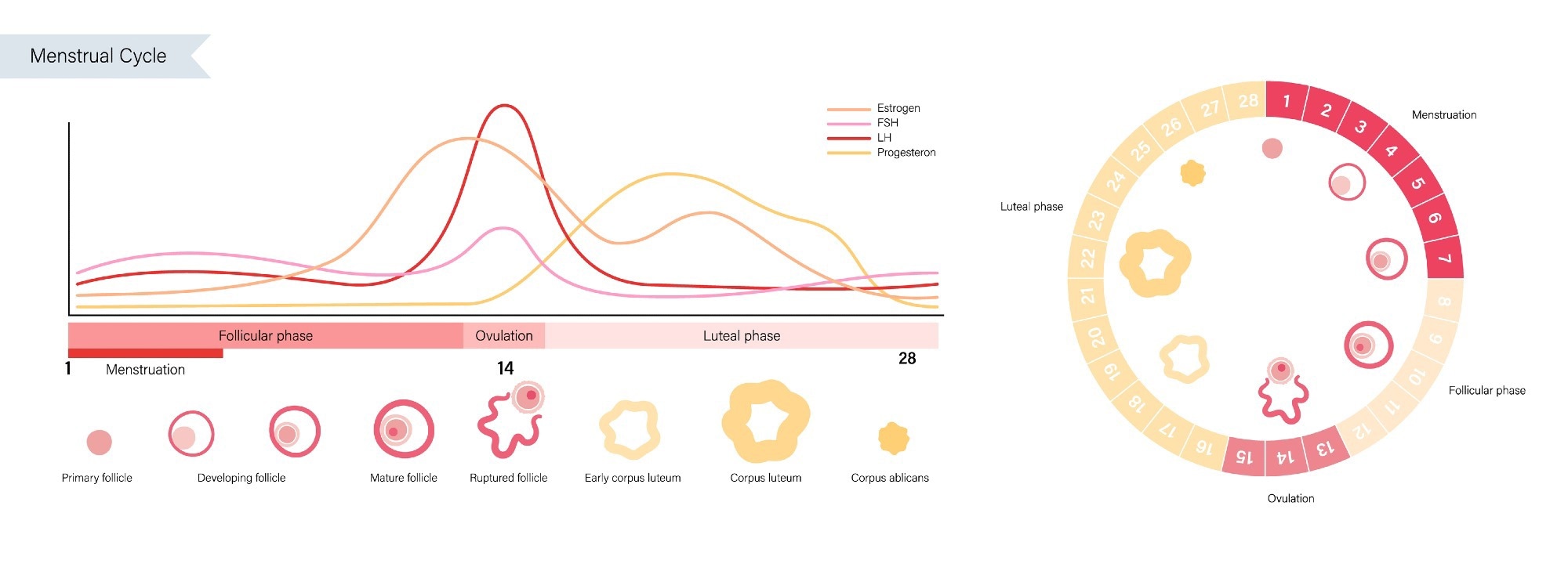 Menstrual Cycle