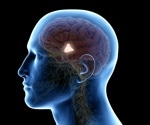 What is the Hypothalamus?