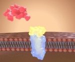 What are Angiotensin Receptor Blockers?