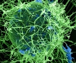 Zoonotic Disease Outbreaks