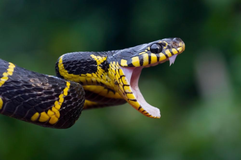 Venom